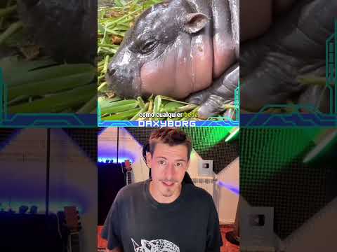 El hipopótamo más viral 😕