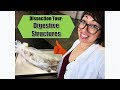 Digestive System Anatomy in Cats