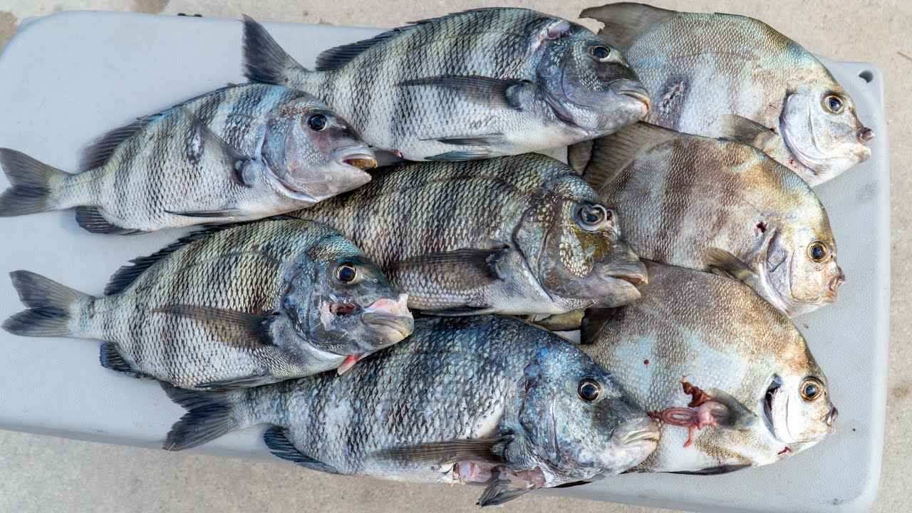 SPEARED Spadefish & Sheepshead! Catch Clean Cook - Fish Tacos Recipe!