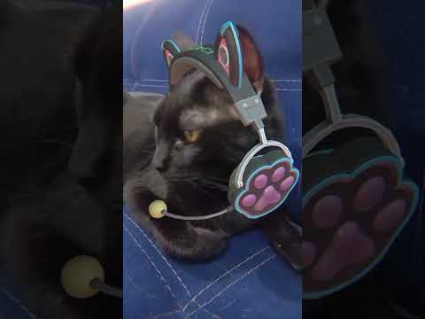 Comen Lechuga Los Dos 😂 #reels #cat #gatos #viralvideo #humor #pets #shorts #love #bagheera #max