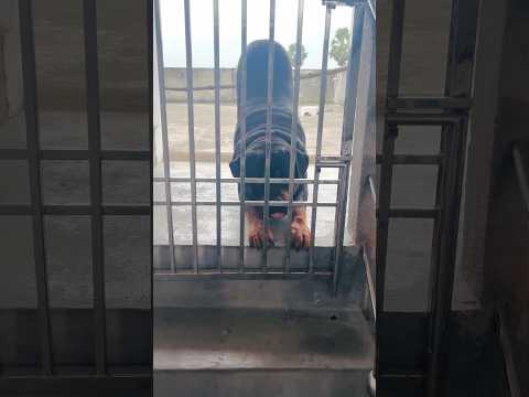 Rottweiler Max Locked Up but Still Bossing the Jail! 😎 #RottweilerMax #DogReaction #youtubetrend