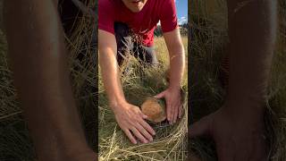 Cudowne borowiki, które rosną na łące w Szwajcarii.  #grzyby #porcini #boletus #borowik #грибы