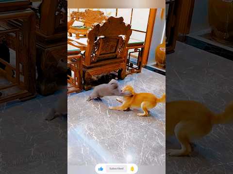 The end 😂😂#funny #short #ytshorts #animals #pets #dogs #dog #cats #cat  #viral 🤣🤣🤣[40] Funny Cats