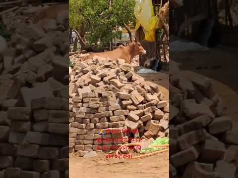 ? गौ माता जिस दिन ख़ुश हो||#youtubeshorts #gaumaa #cow #gauseva #viral #shortsfeed