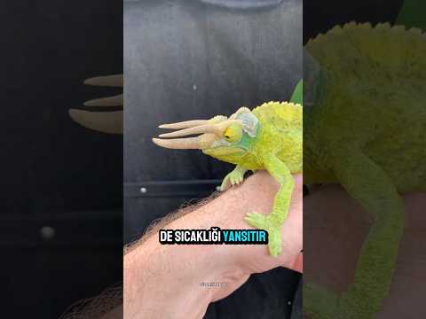 🦎 Boynuzlu Bukalemun: Doğanın Mini Dinozoru!