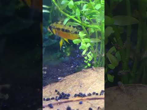 Apisto Hongsloi Red Form has fry!!!!! 