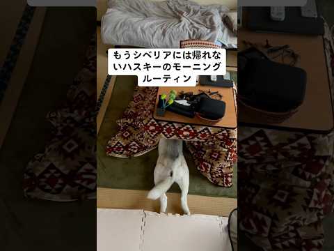 もうシベリアには帰れないハスキーのモーニングルーティン #shorts