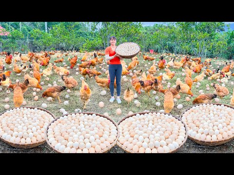 TIMELAPSE - 200 Days Of Harvesting Many Eggs And Agricultural Products To Sell At The Market