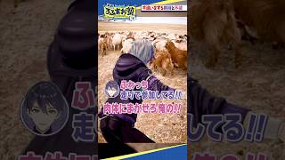 【モンゴル編】羊追いをする剣持と不破 shorts #ろふまお塾