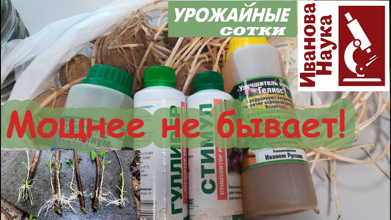 Всё в корнях! Самые мощные стимуляторы: от покупных до домашних