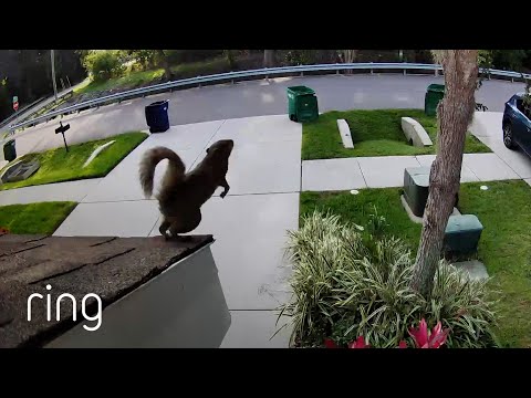 How Far Do You Think a Squirrel Can Jump? | RingTV