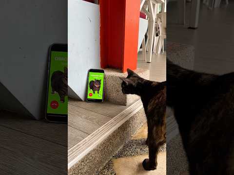OIIAOIIA CAT is calling/ MAD TUNG sahur is missing