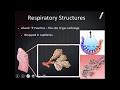 Exploring the Respiratory System