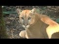 Mountain Lion Conservation and Coexistence