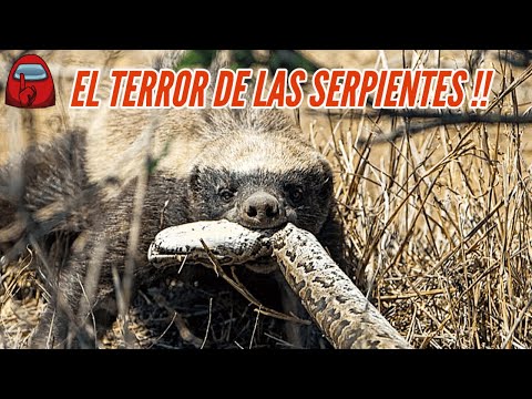 ¡El Tejón Más Valiente del Mundo Ataca y Devora a Una Pitón!