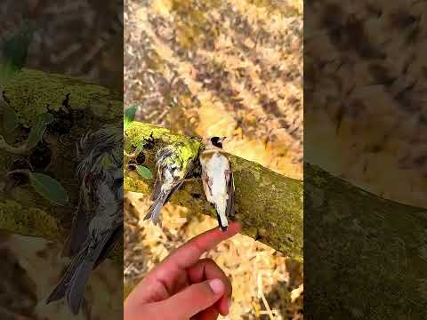 Birds Sleeping on this Tree