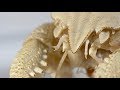 Hydrothermal Vents and Evolutionary Adaptations