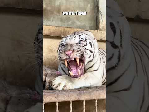 Big Cat Transformations ๐