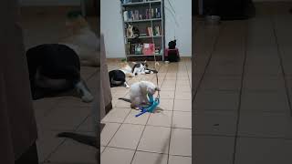 Gatos brincando