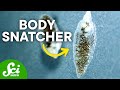 Parasitic Manipulation and Host Behavior