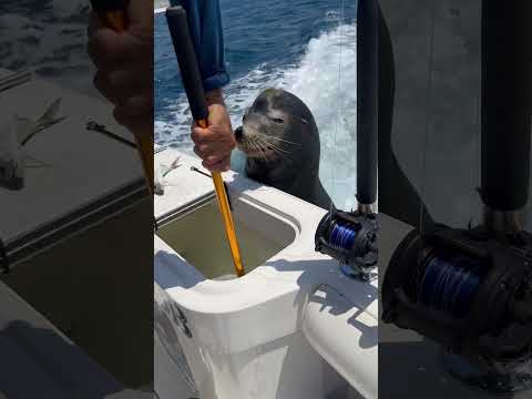 Sea Lions Daily Routine Here!