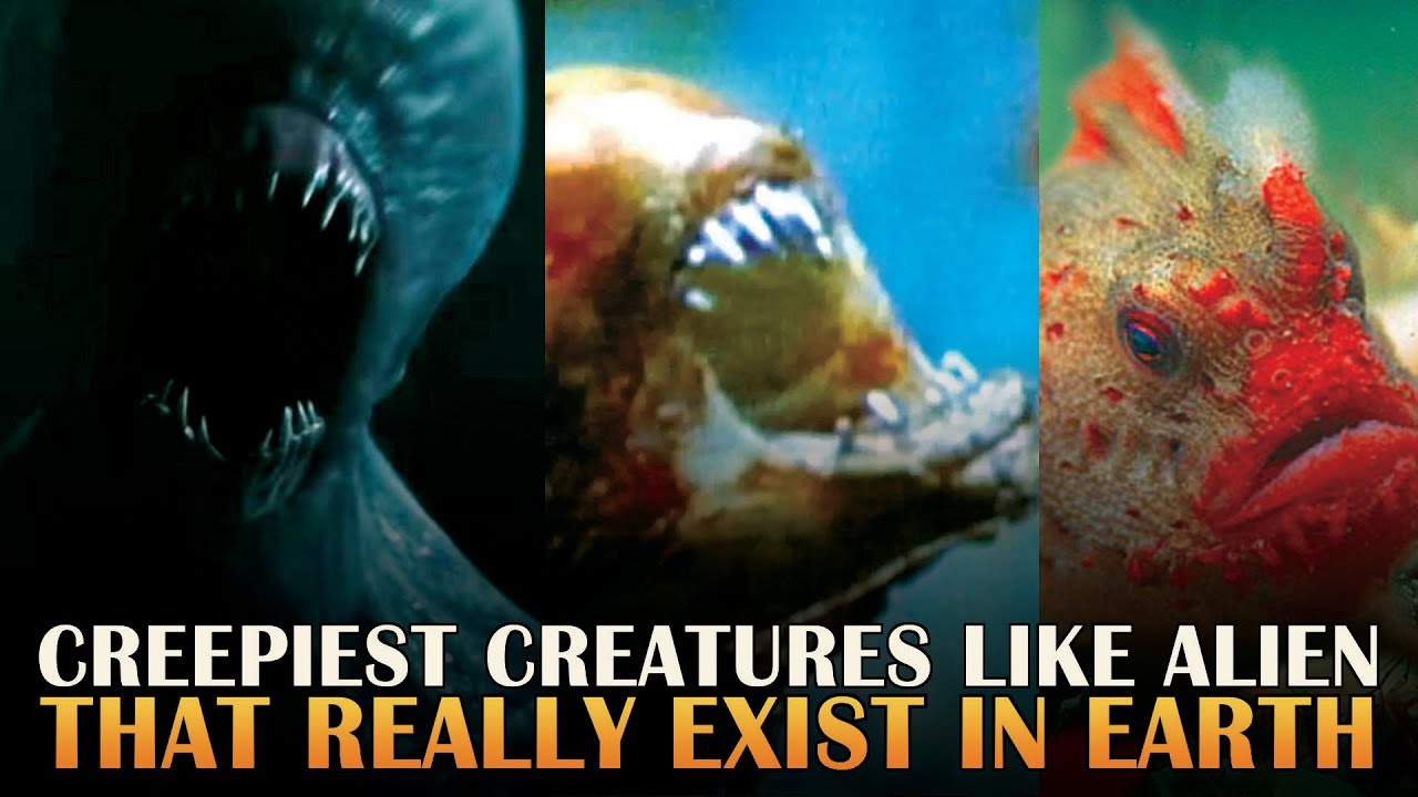 THE MOST UNUSUAL CREATURES THAT LOOK LIKE ALIEN