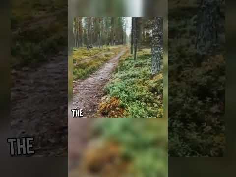 The genius rabbit outsmarted the dog! #shorts #animals
