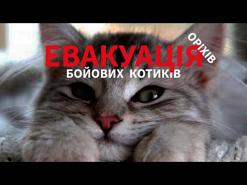 Рятуємо тварин від війни.