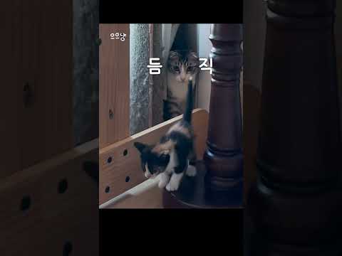 고된 육아에 지친 고양이들의 늦은 밤의 일탈..!