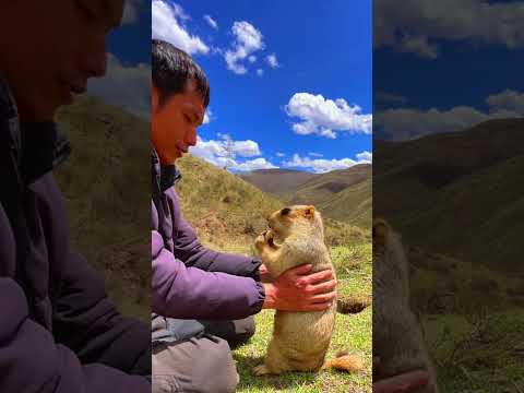 Cute Wild animal bobak marmot or prairie dog eating cookies yummy 21