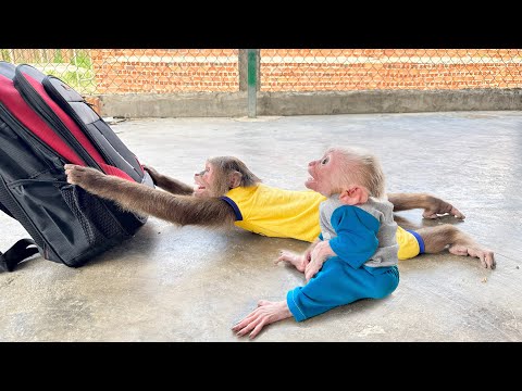 Baby monkey with Cutis cries to prevent dad from leaving home