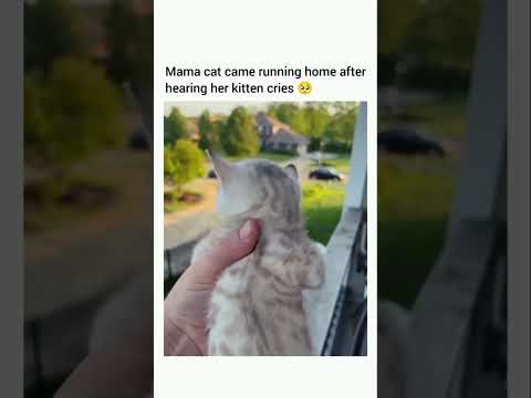 Kitten CRIES, MAMA CAT to the RESCUE! #funnycatvideos #catshorts #funnycats