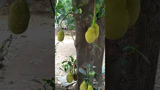 I visited jackfruit orchard after Juma prayer! #fruit #tasty #juicy #jackfruit  #amazing #fun #trip