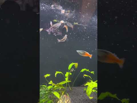 Rainbow fish mosh pit feeding time #75gallontank # 
