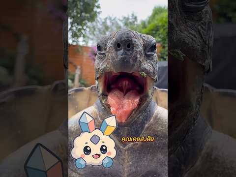 เต่าเกลียดสีดำ! เบื้องหลังที่น่าสงสาร