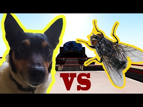 Jack Russell VS Fly