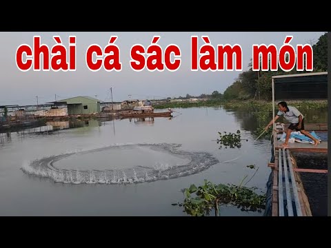 Chài Cá Sác Và Món Cá Sác Hấp Cải Xanh Lai Rai Quá Đã # SĂN BẮT ĐỒNG THÁP #