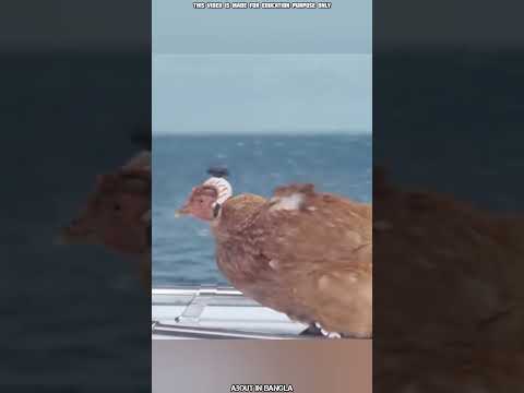 The Stabilization Power Of Chickens Head