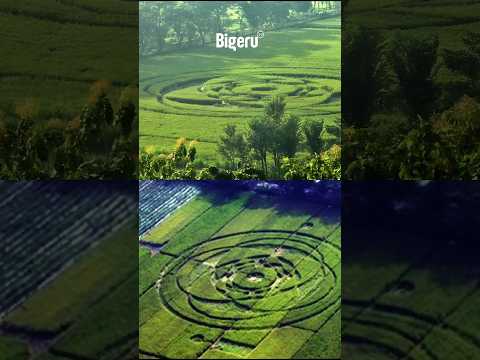 Crop Circle Sleman Yogyakarta: Jejak UFO atau Eksperimen Manusia?