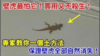 壁虎最怕它！專家教你一個土方法，保證壁虎全部自然消失！壁虎再也不敢進入你家中！實用又不殺生！