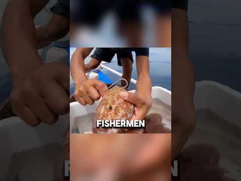 Used a $200 Fish as Bait โ Win or lose #fishing #animallife #fishingshow #fish