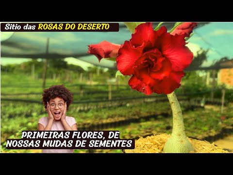 HOJE VAMOS VER ENXERTOS, MUDAS DE SEMENTES FLORESCENDO E DICAS DE CUIDADOS
