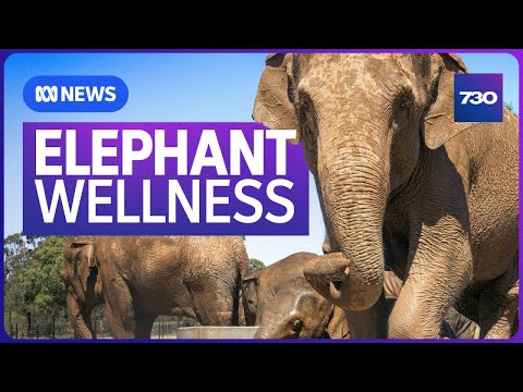 YouTube video thumbnail: Why Elephants Are Being Trucked Out of City Zoos in Australia
