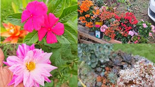 MELHORANDO NOSSO QUINTAL COM LINDAS PLANTAS!