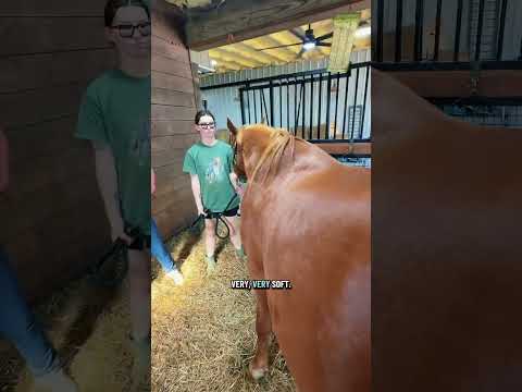 Happy is 324 days pregnant today #horse #equestrian #horsegirl