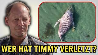 Neue Timmy-Bilder schockieren Deutschland: Wurde der Wal durch Retter verletzt?