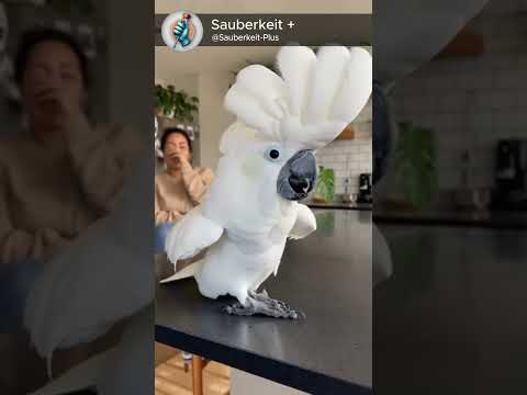 Party starts when he shows up 🐦🎉