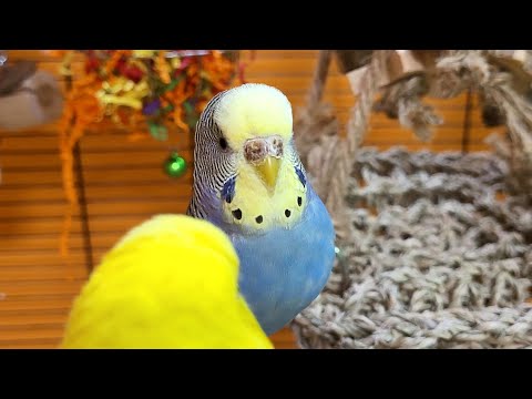 budgie sounds for relaxation