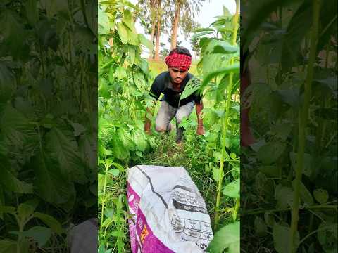 আরে বস্তার ভিতরে কি #Anam Entertainment Gallery #Mama vagne #shorts #entertainment