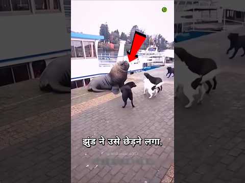 कुत्तों के झुंड ने Sea Lion को किया परेशान😱 #shorts #sealion